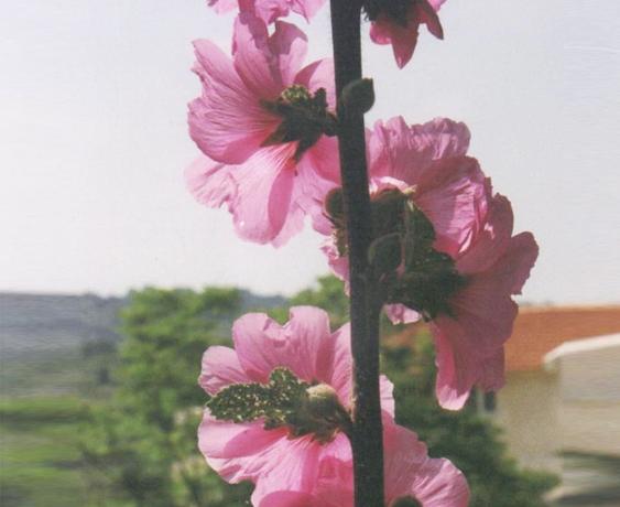 פרח: חוטמית זיפנית פורחת בחודשים : אפריל-יוני